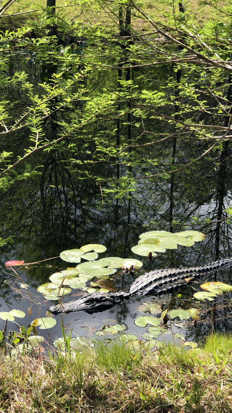 Обои природа, прибрежные зоны, наземное растение, природный заповедник, биом в разрешении 750x1334