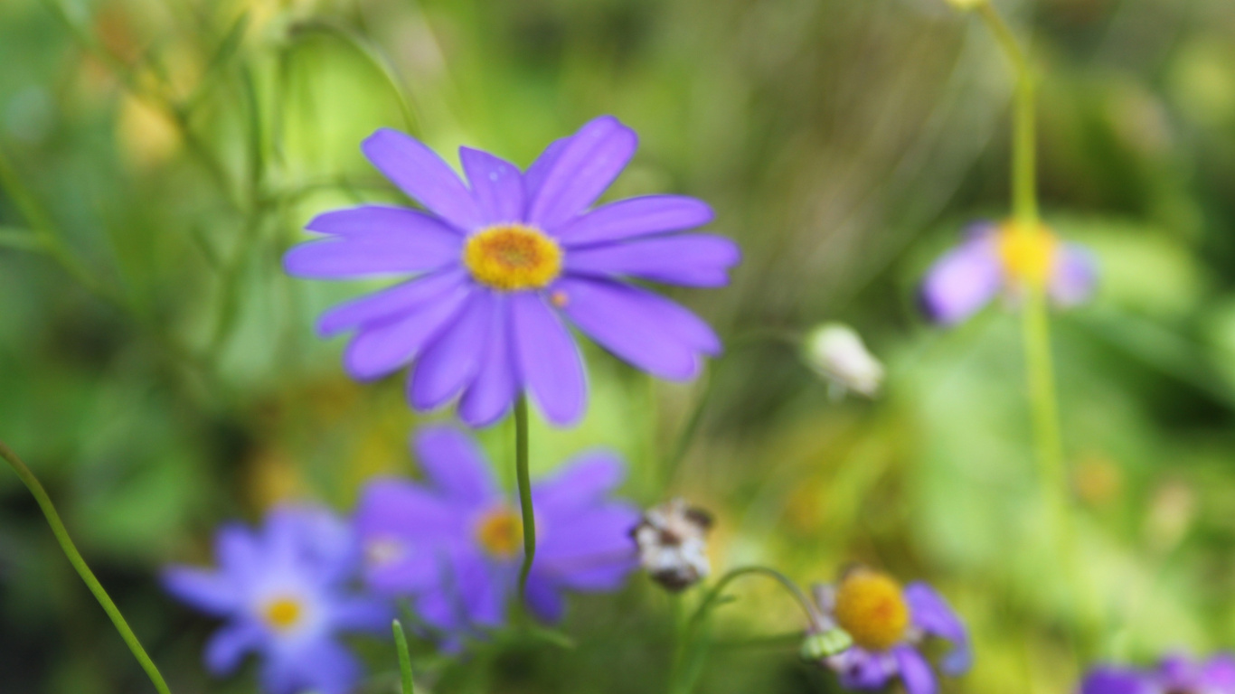 Обои цветковое растение, растение, лепесток, полевой цветок, пурпур в разрешении 1366x768