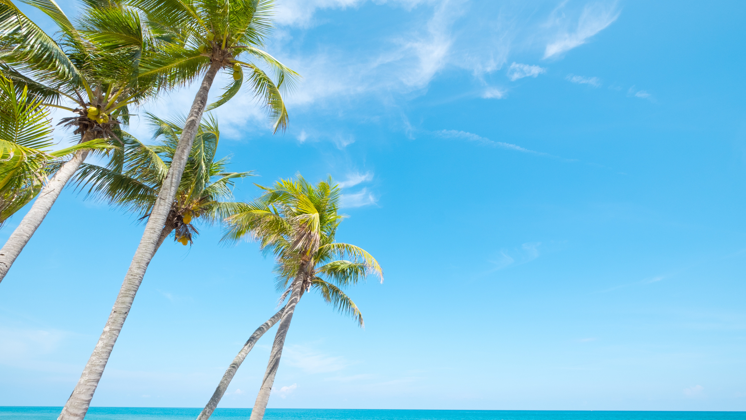 Обои море, пляж, берег, дерево, тропическая зона в разрешении 2560x1440