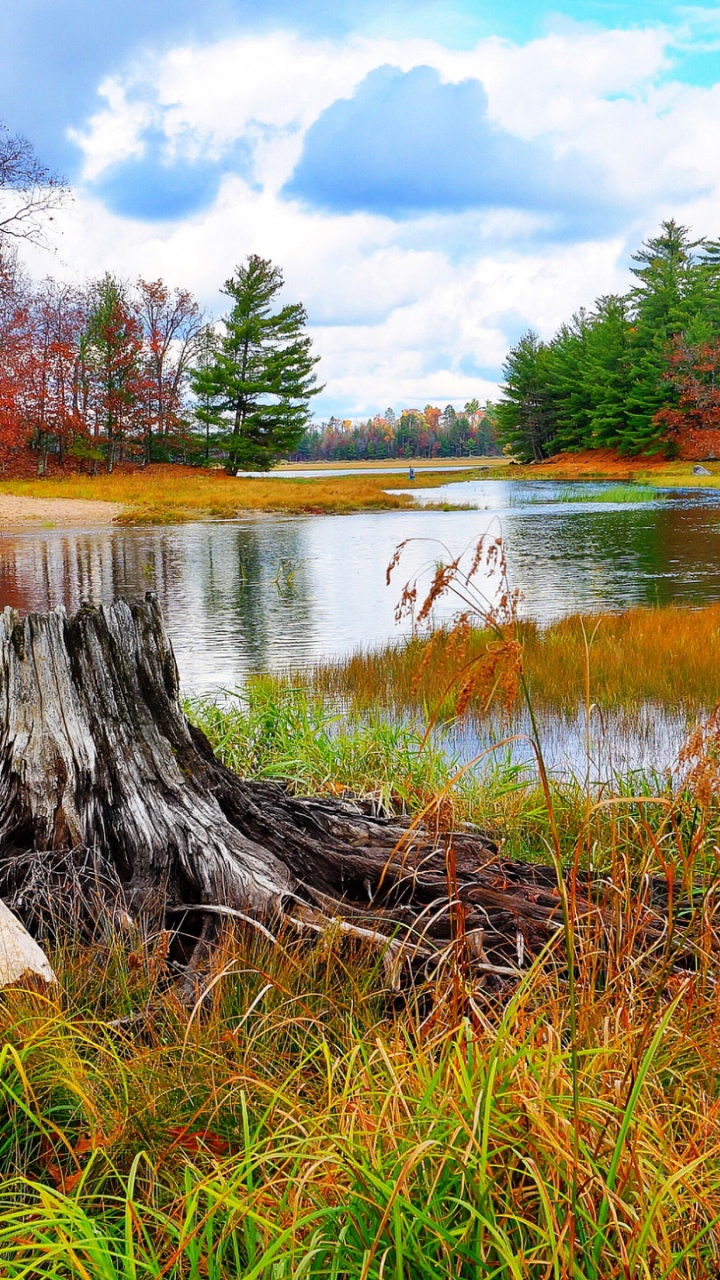 Обои природа, дерево, отражение, осень, Банк в разрешении 720x1280