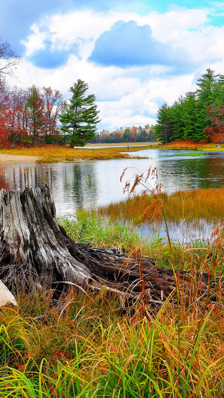 Обои природа, дерево, отражение, осень, Банк в разрешении 750x1334