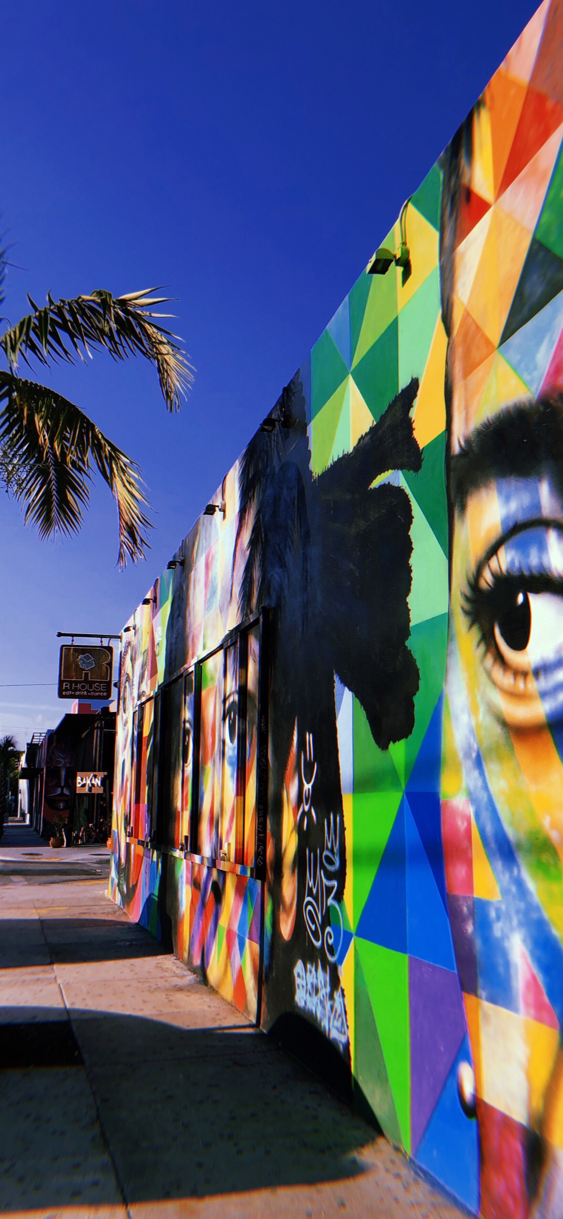 Обои Майами, дерево, туризм, наука, биология в разрешении 1125x2436