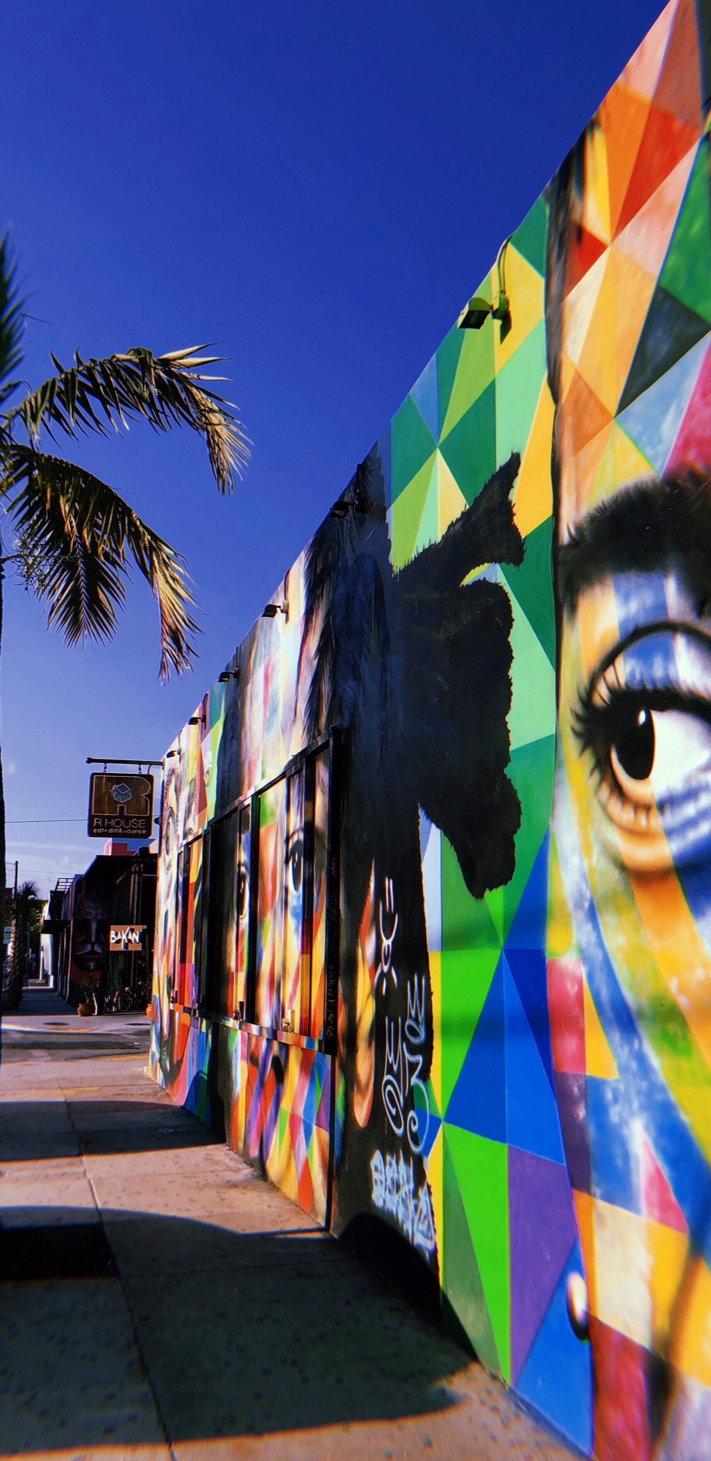 Обои Майами, дерево, туризм, наука, биология в разрешении 1440x2960