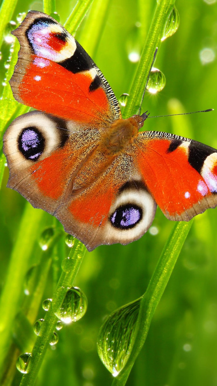 Обои бабочка, насекомое, мотыльки и бабочки, беспозвоночных, опылитель в разрешении 750x1334