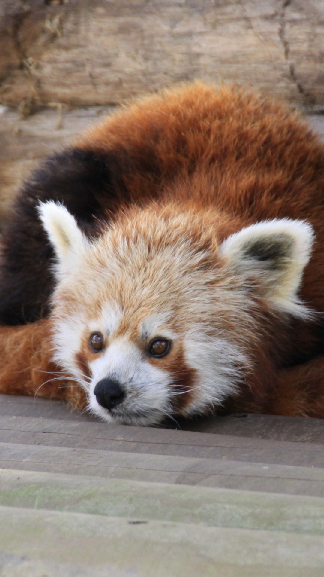 Обои гигантская панда, Красная панда, наземные животные, живая природа, медведь в разрешении 1080x1920