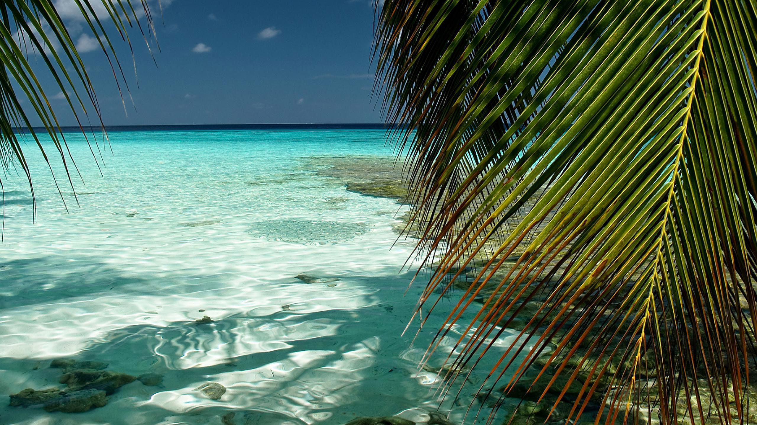 Обои тропическая зона, море, Карибский бассейн, океан, берег в разрешении 2560x1440