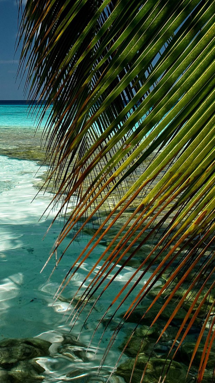 Обои тропическая зона, море, Карибский бассейн, океан, берег в разрешении 720x1280