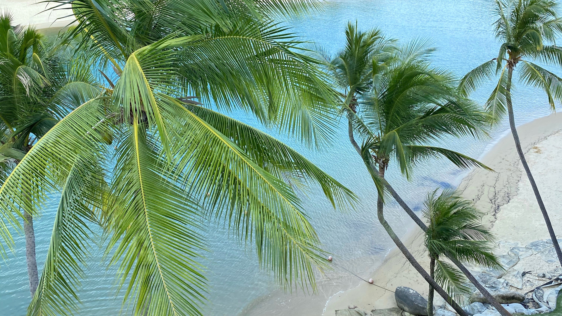 Обои растительность, пальмовые рощи, вода, экосистема, туризм в разрешении 1920x1080