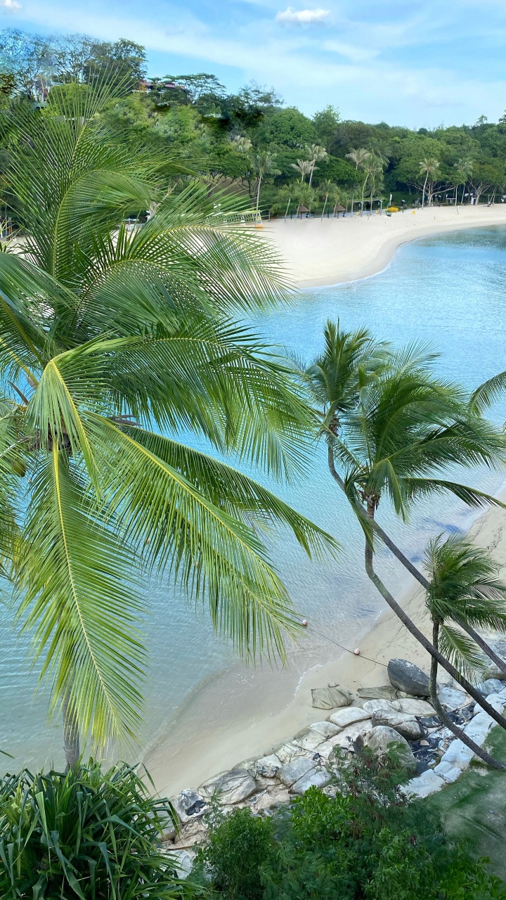 Обои растительность, пальмовые рощи, вода, экосистема, туризм в разрешении 720x1280