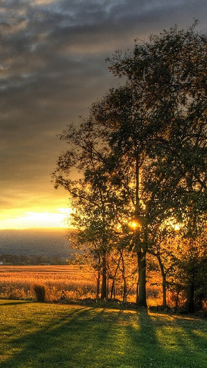 Обои природа, облако, восход солнца, дерево, закат в разрешении 720x1280