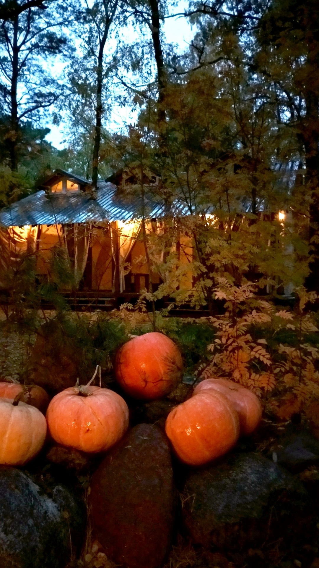 Обои лес, дерево, зимний сквош, кабачок, растение в разрешении 1080x1920