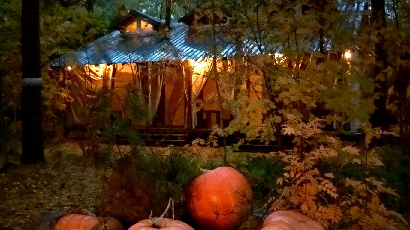 Обои лес, дерево, зимний сквош, кабачок, растение в разрешении 1366x768