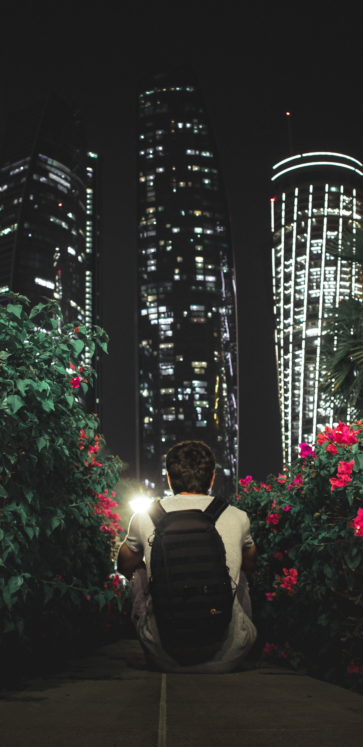 Обои растение, архитектура, полночь, ландшафтное освещение, освещение в разрешении 1440x2960