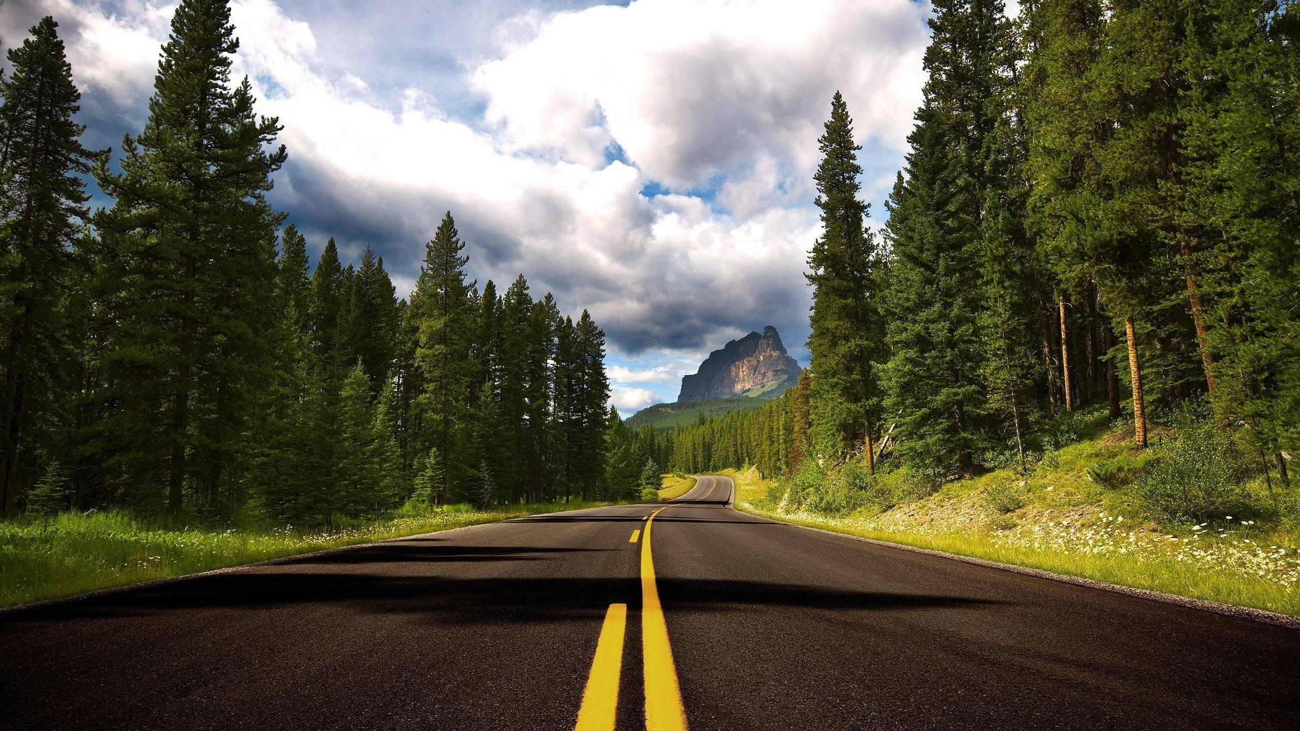 Обои дорога, природа, асфальт, дерево, магистраль в разрешении 2560x1440