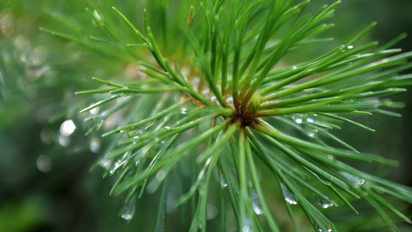 Обои ель, сосна, пихта, дерево, лиственница в разрешении 1366x768