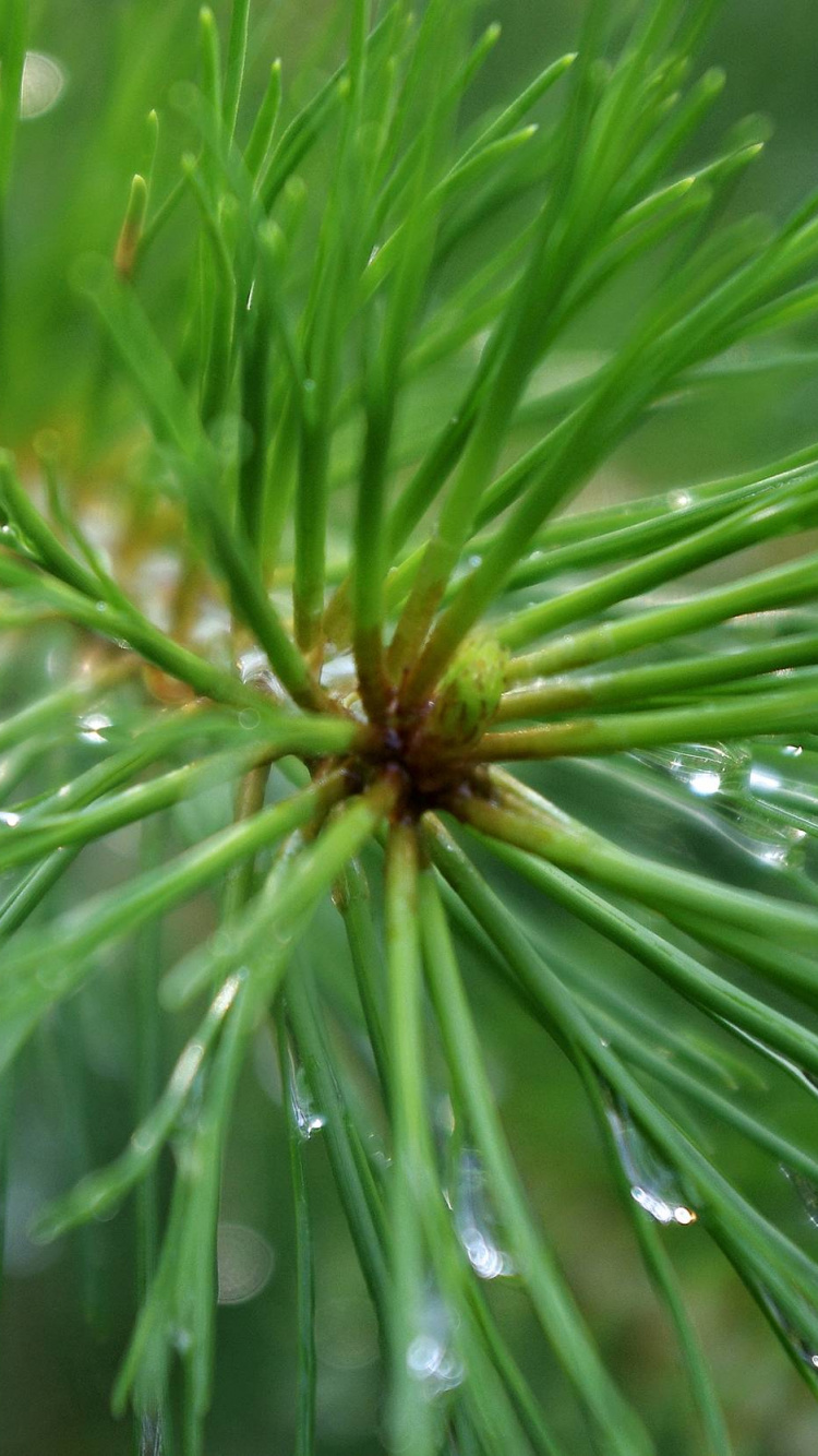 Обои ель, сосна, пихта, дерево, лиственница в разрешении 750x1334