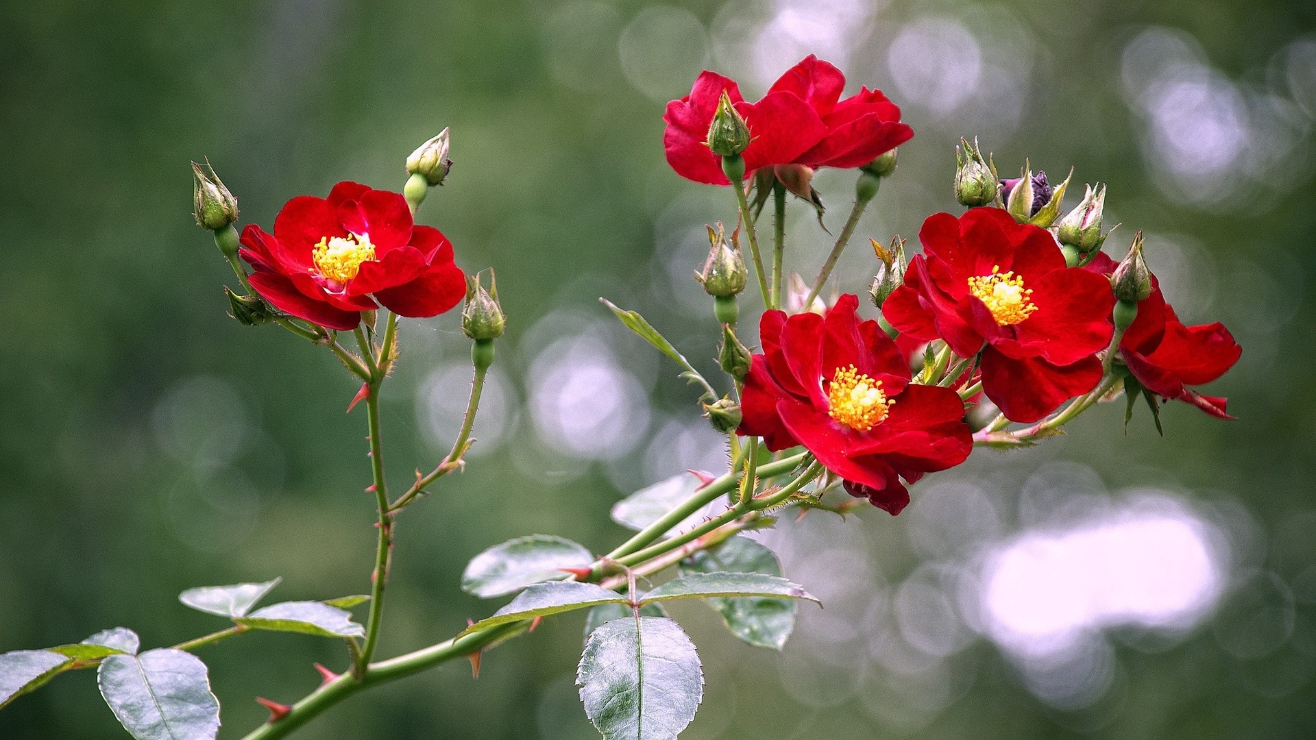 Обои цветок, растение, лист, ботаники, лепесток в разрешении 1920x1080