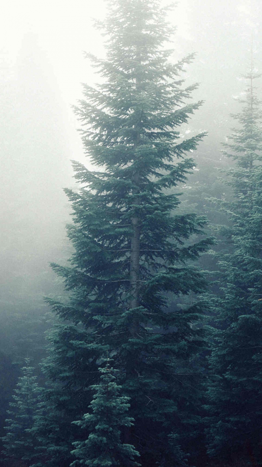 Обои лес, дерево, природа, дымка, туман в разрешении 1080x1920
