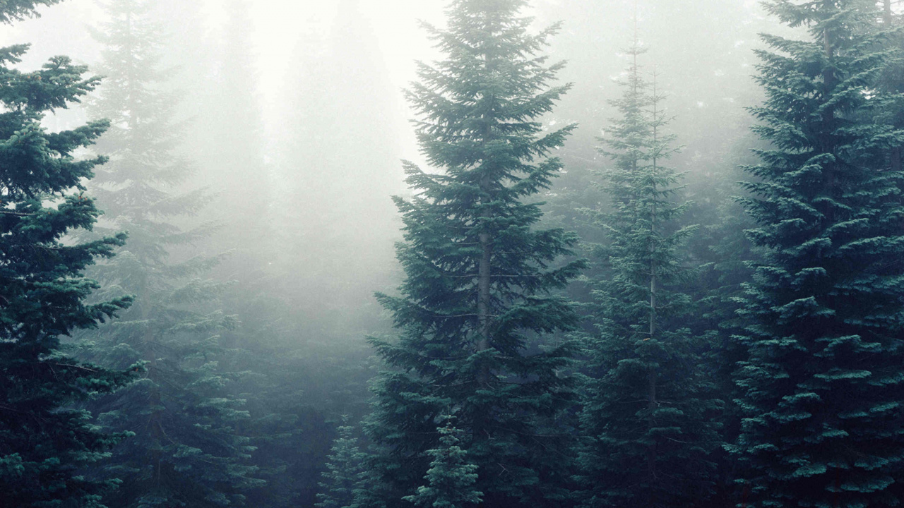 Обои лес, дерево, природа, дымка, туман в разрешении 1280x720