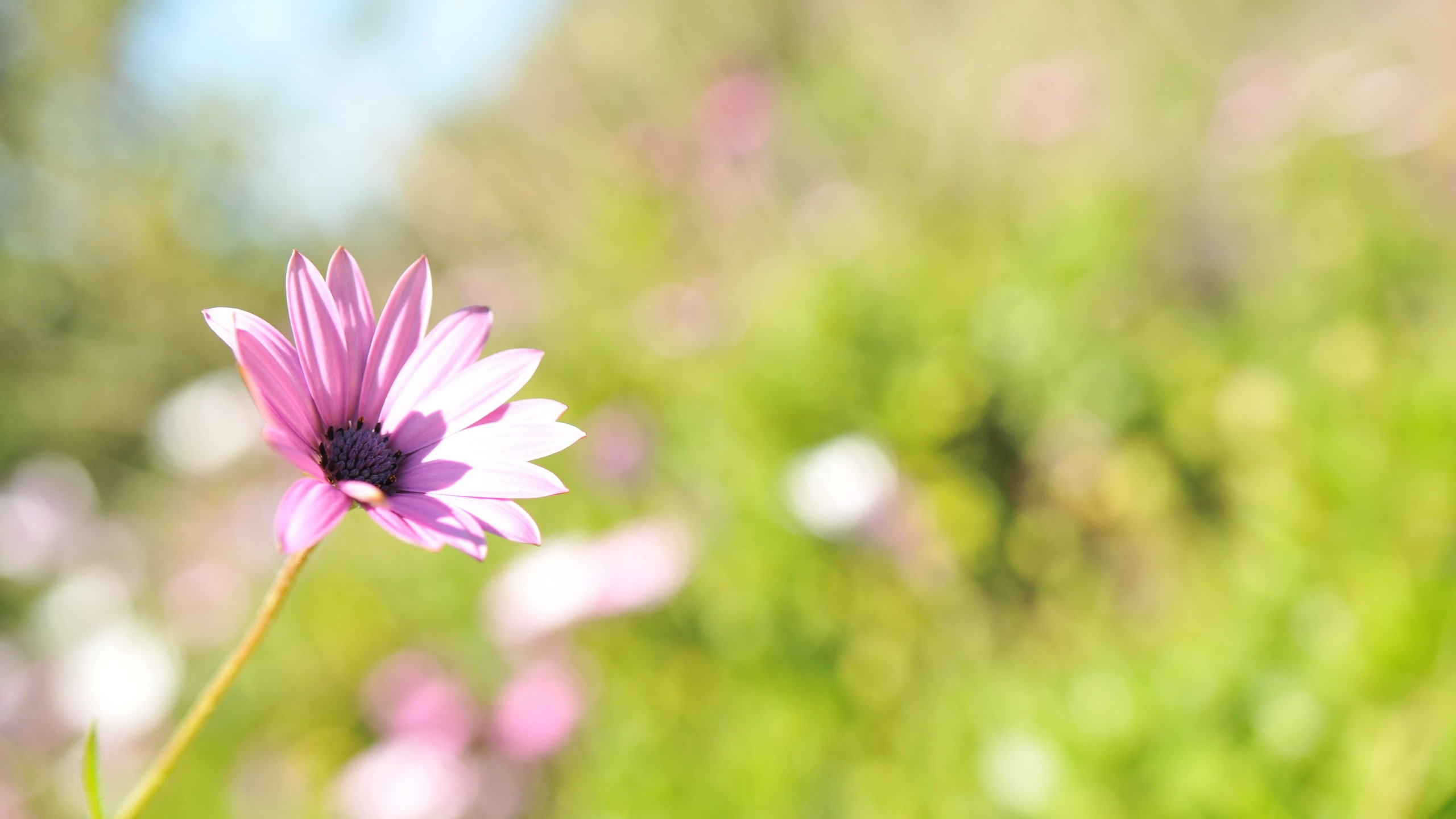 Обои лепесток, весна, полевой цветок, солнечный свет, лепестки в разрешении 2560x1440