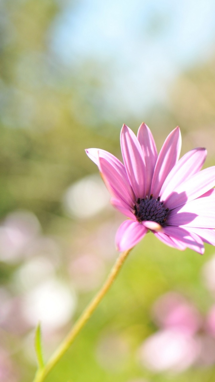 Обои лепесток, весна, полевой цветок, солнечный свет, лепестки в разрешении 720x1280