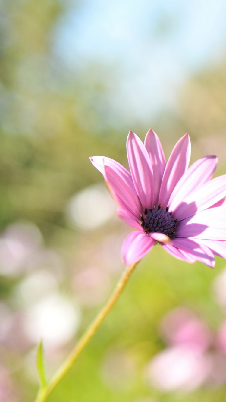 Обои лепесток, весна, полевой цветок, солнечный свет, лепестки в разрешении 750x1334