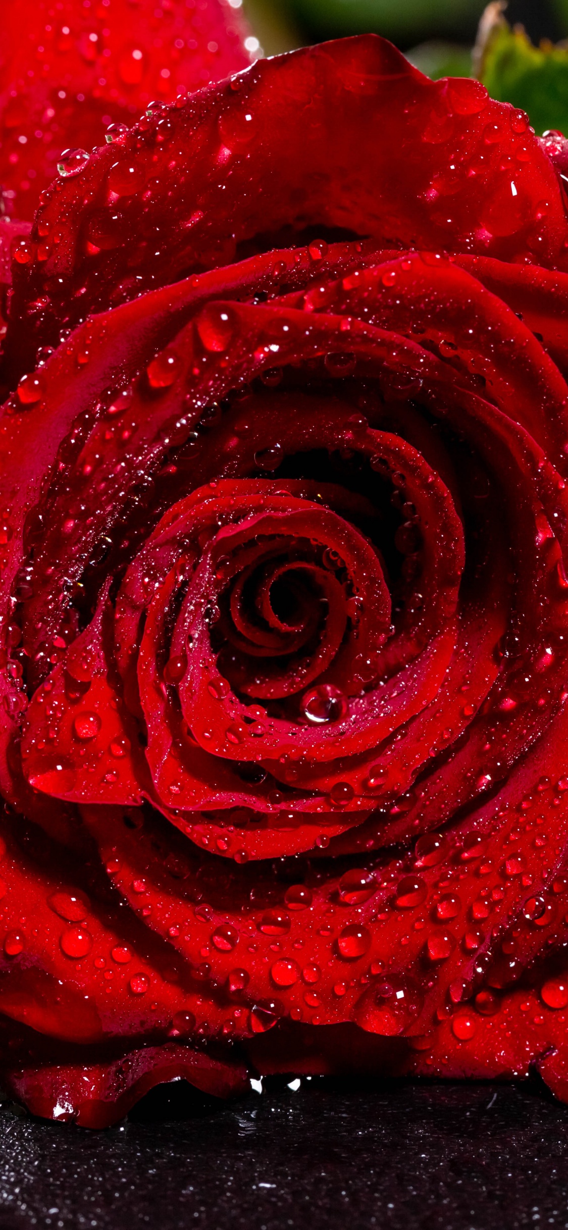 Обои Роза, цветок, красный цвет, сад роз, лепесток в разрешении 1125x2436