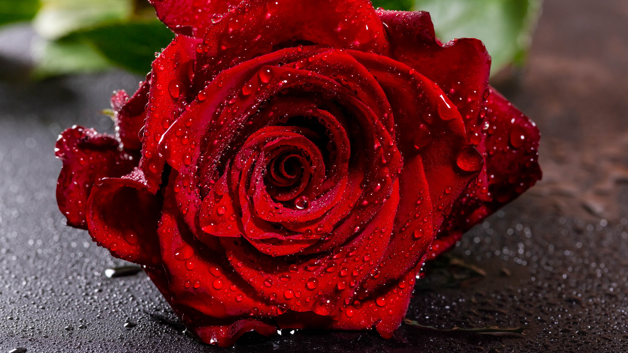 Обои Роза, цветок, красный цвет, сад роз, лепесток в разрешении 1280x720