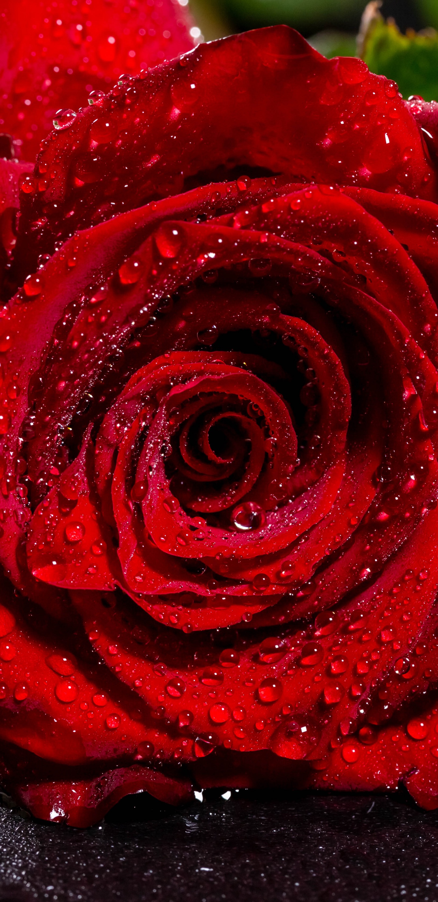 Обои Роза, цветок, красный цвет, сад роз, лепесток в разрешении 1440x2960