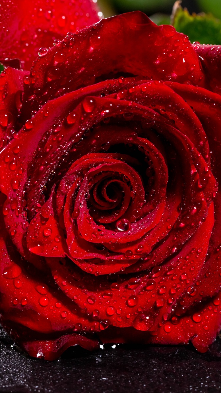 Обои Роза, цветок, красный цвет, сад роз, лепесток в разрешении 720x1280