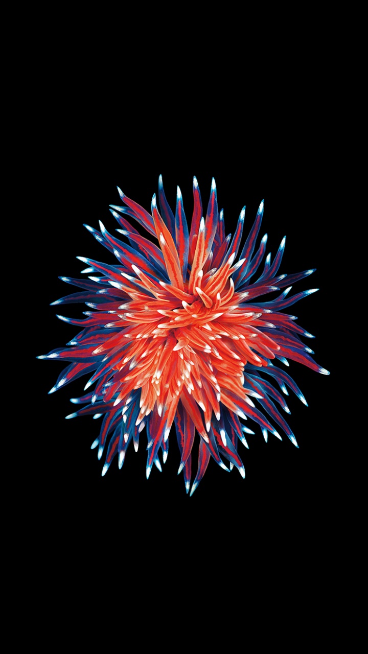 Обои яблоко, смартфон, ios, Кодовым разделением множественного доступа, 64 гб в разрешении 720x1280