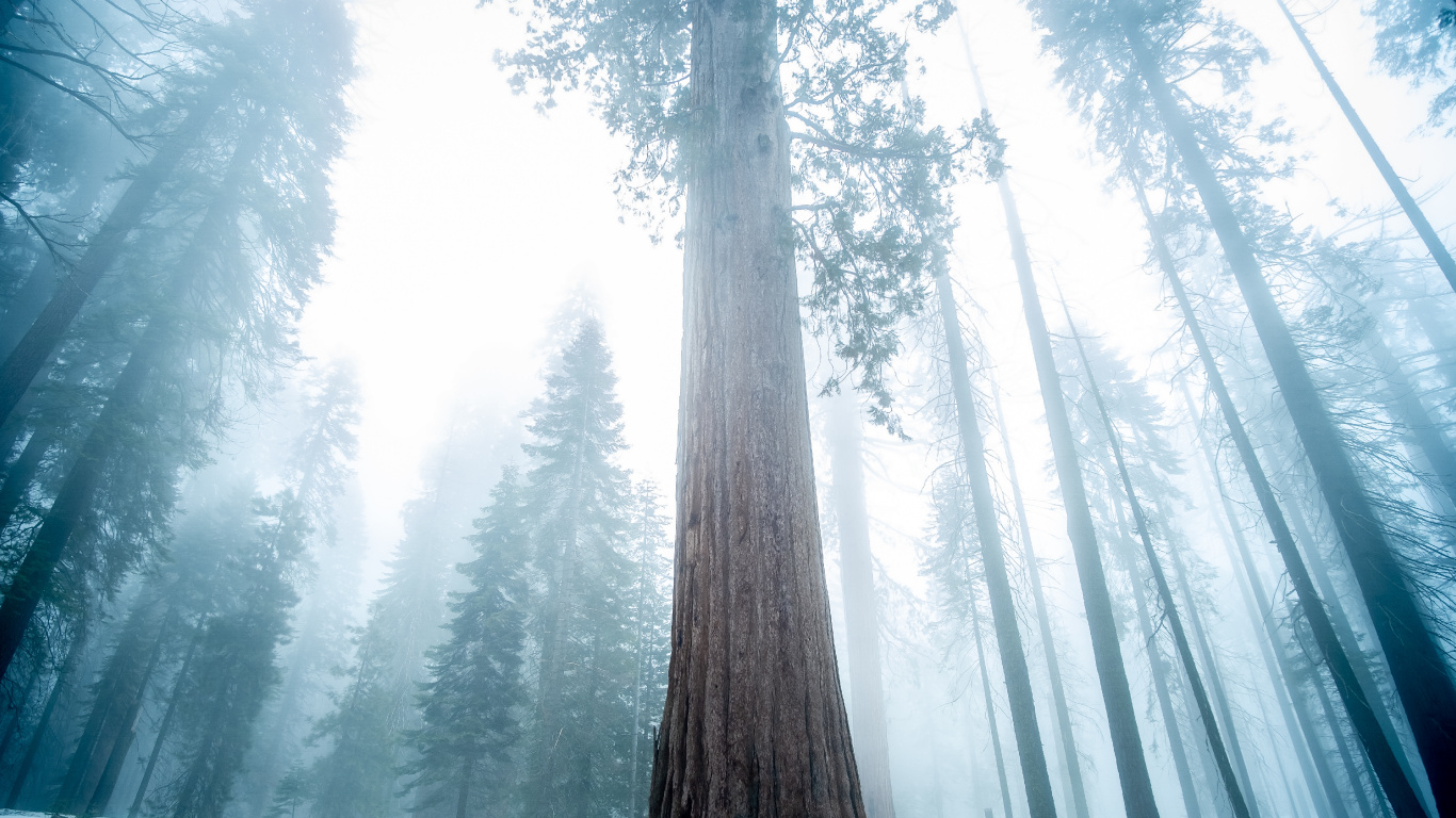 Обои дерево, природа, Бигтри, лес, зима в разрешении 1366x768