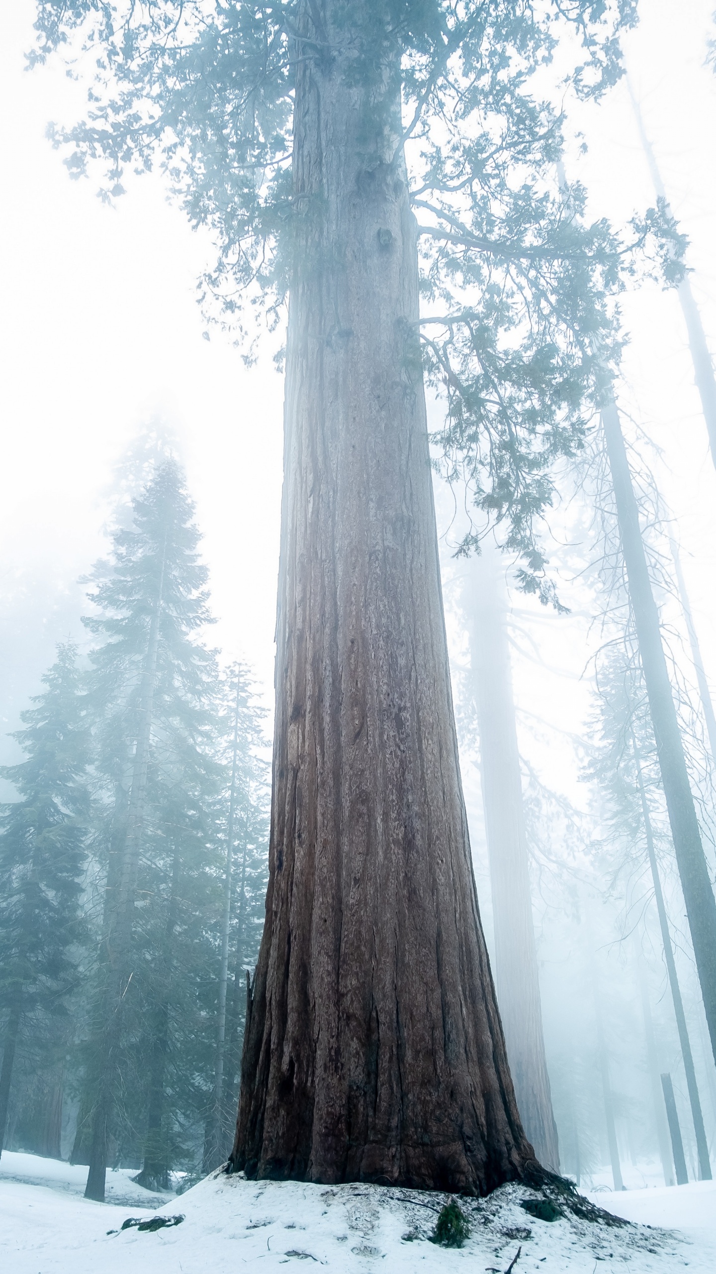 Обои дерево, природа, Бигтри, лес, зима в разрешении 1440x2560