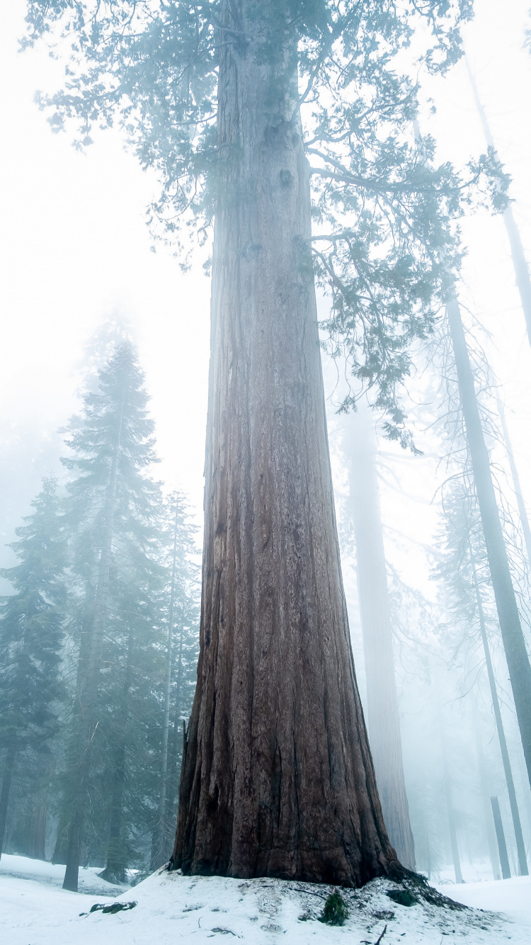 Обои дерево, природа, Бигтри, лес, зима в разрешении 750x1334