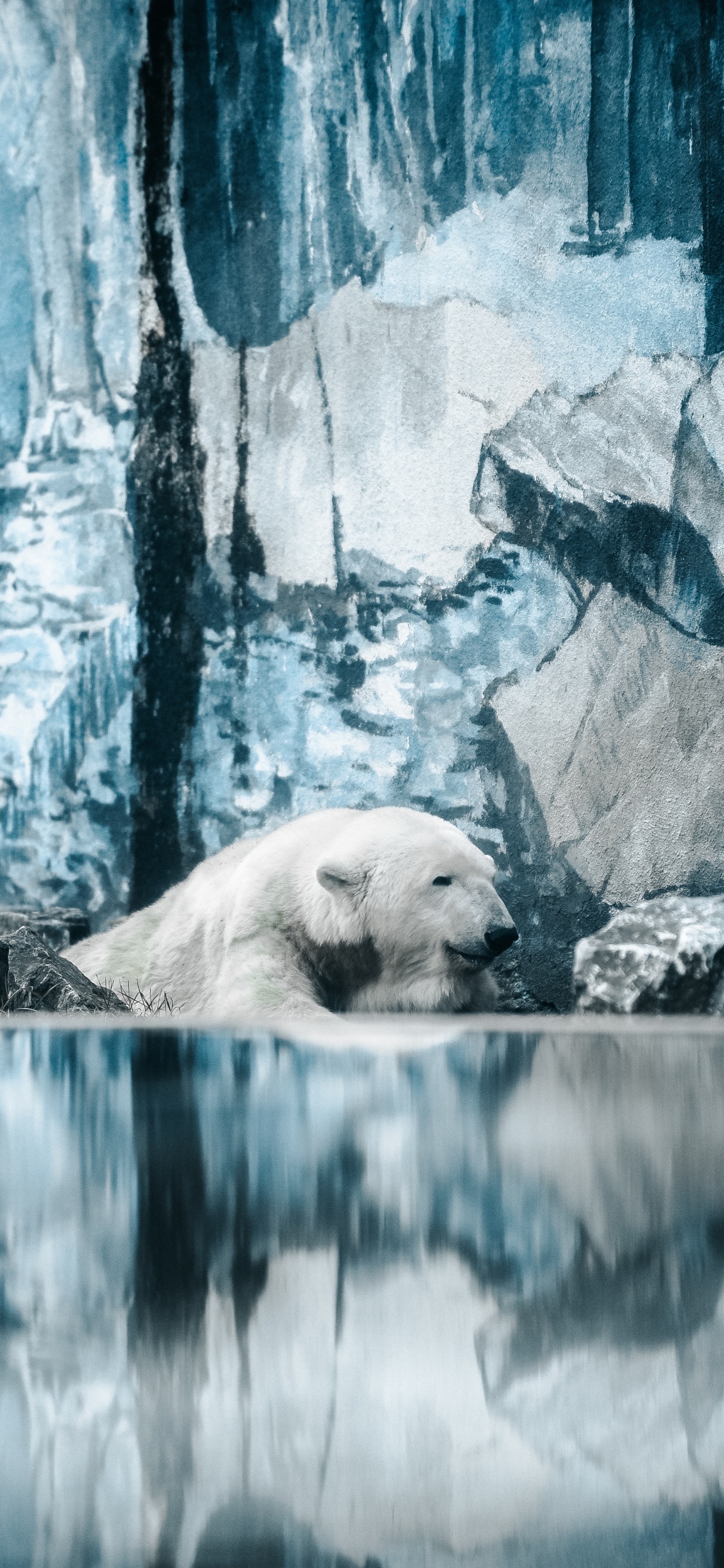 Обои белый медведь, медведь, Арктика, полярные льды, адаптация в разрешении 1242x2688