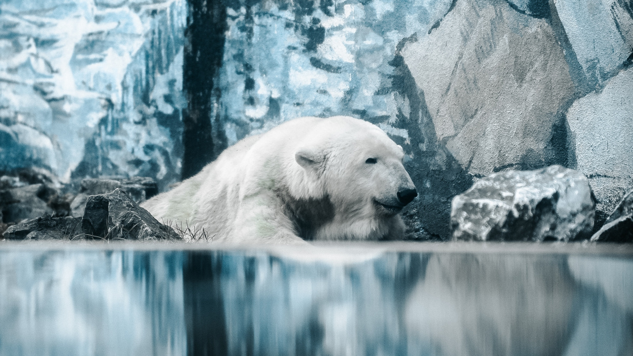 Обои белый медведь, медведь, Арктика, полярные льды, адаптация в разрешении 1280x720