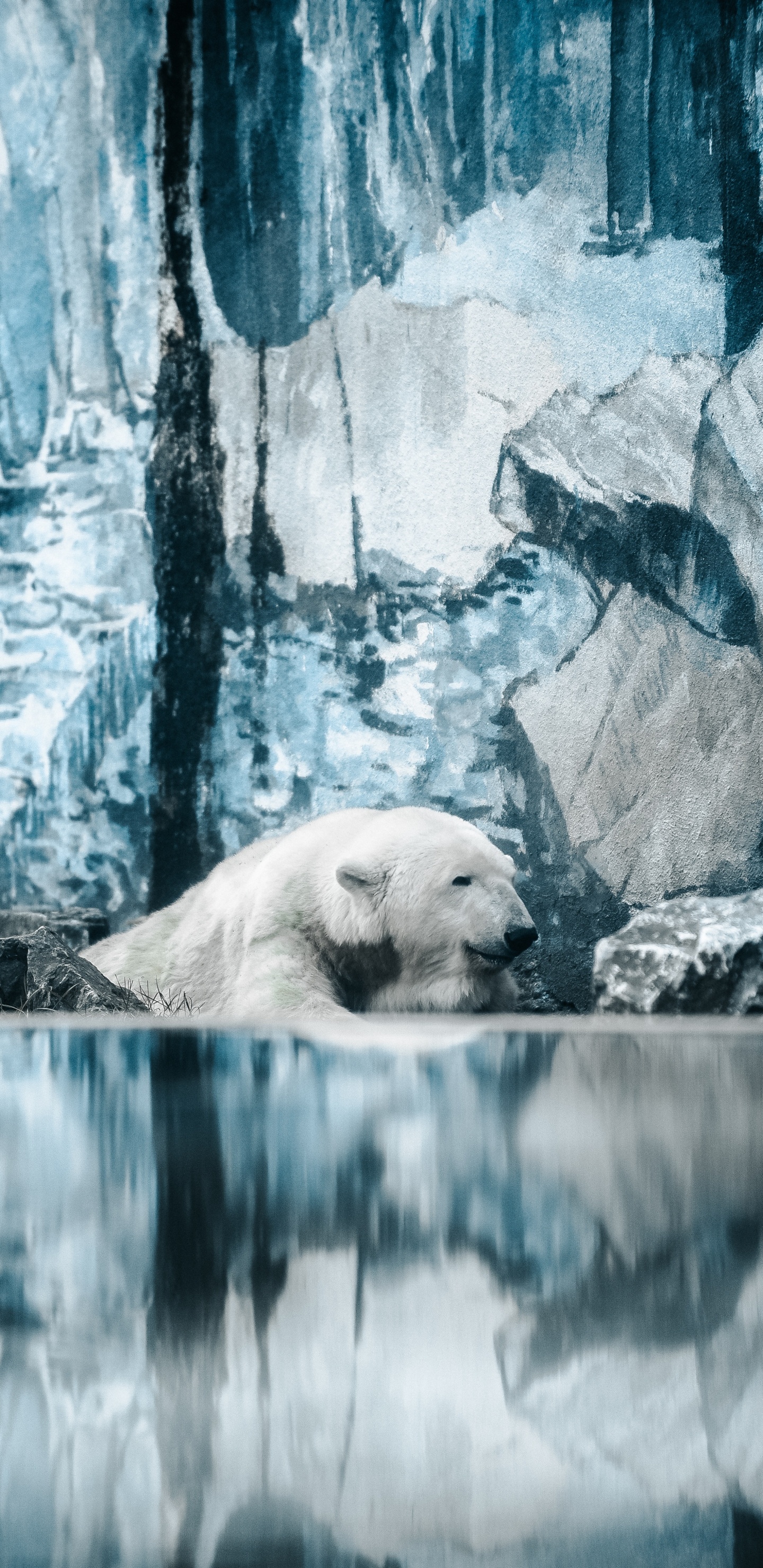 Обои белый медведь, медведь, Арктика, полярные льды, адаптация в разрешении 1440x2960