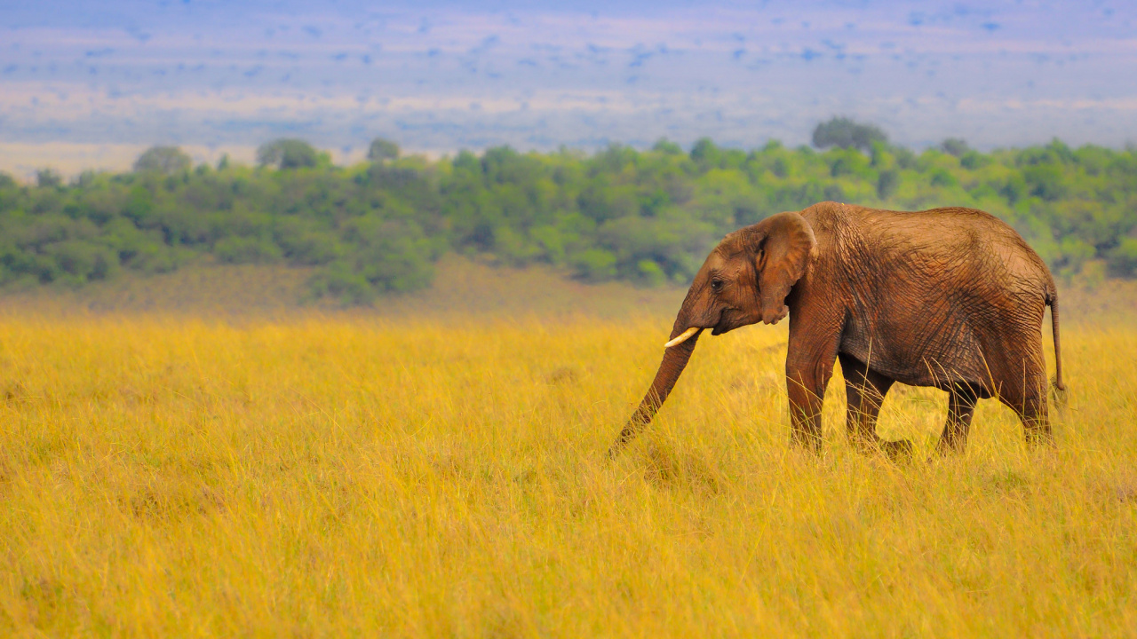 Обои Слон, Саванна, живая природа, сенокосное угодье, наземные животные в разрешении 1280x720