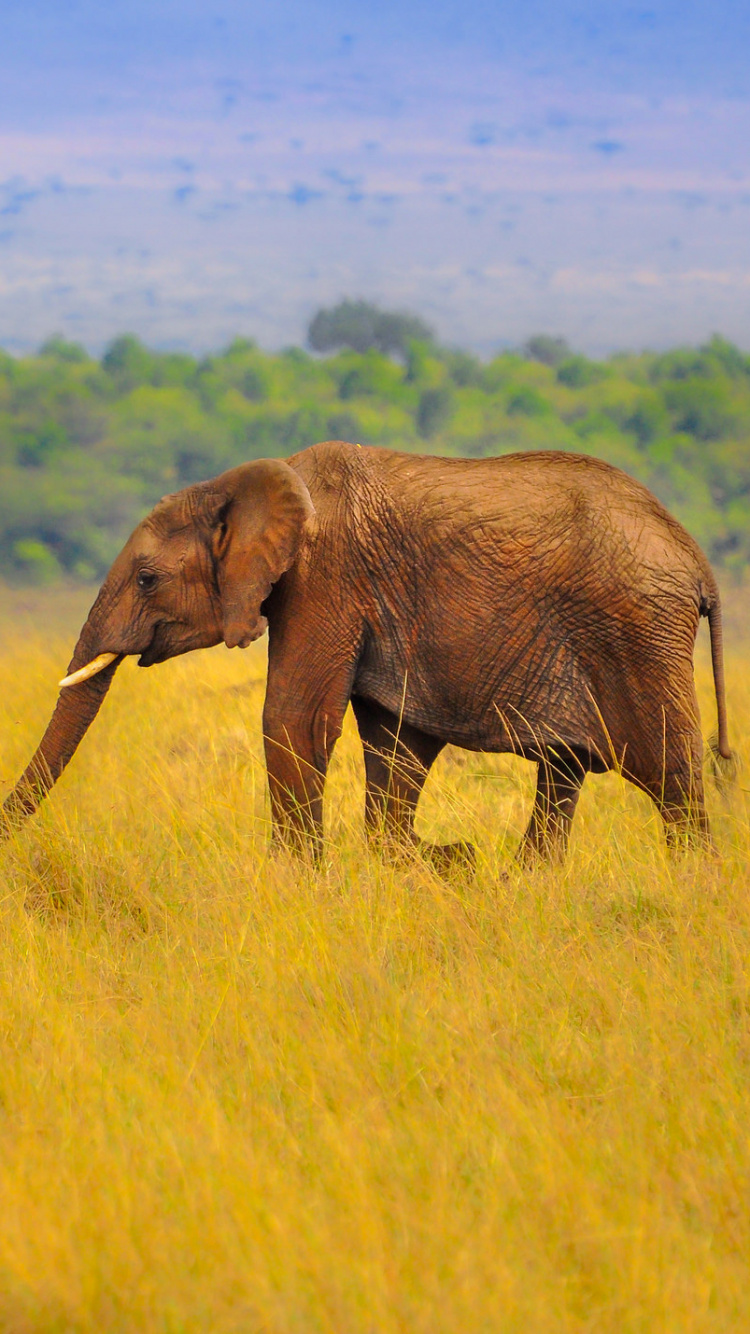 Обои Слон, Саванна, живая природа, сенокосное угодье, наземные животные в разрешении 750x1334