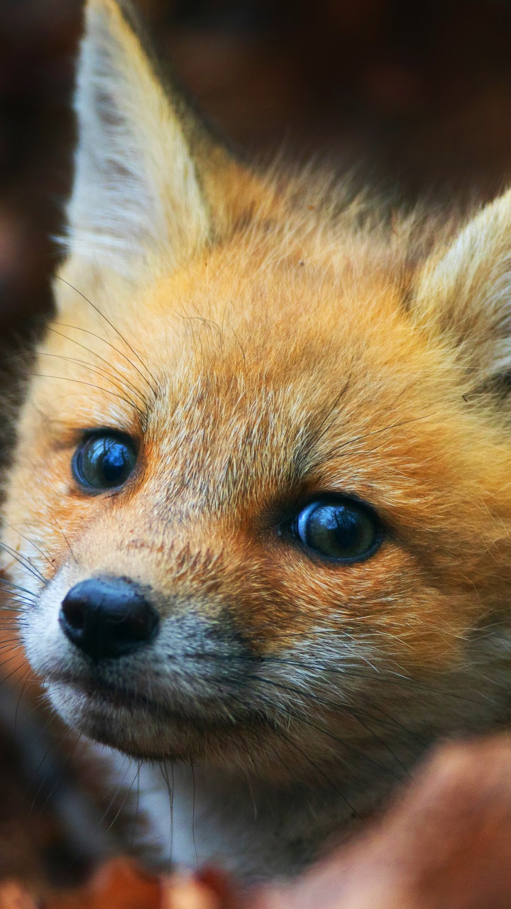 Обои милый лиса, лиса, привлекательность, рыжая лисица, Псовые в разрешении 720x1280