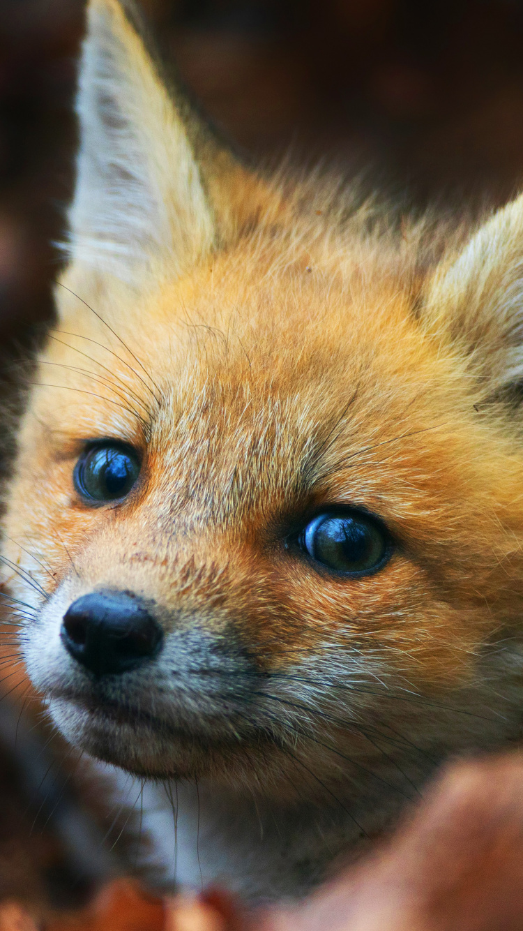 Обои милый лиса, лиса, привлекательность, рыжая лисица, Псовые в разрешении 750x1334