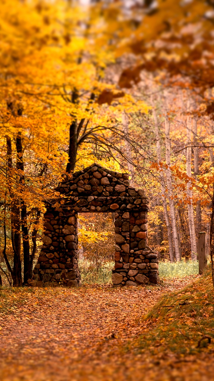 Обои осень, дерево, природа, желтый, листопадные в разрешении 750x1334