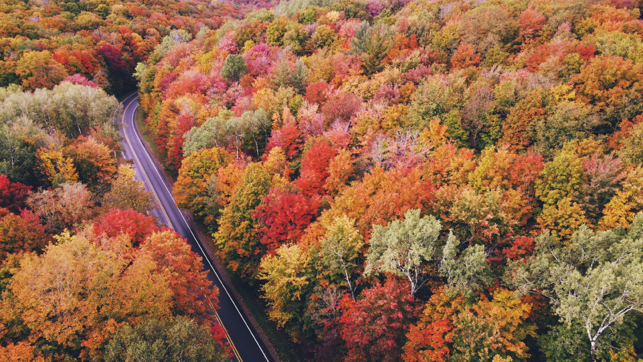 Обои Падение деревьев с высоты птичьего полета, дерево, растительное сообщество, растение, экорегион в разрешении 1280x720