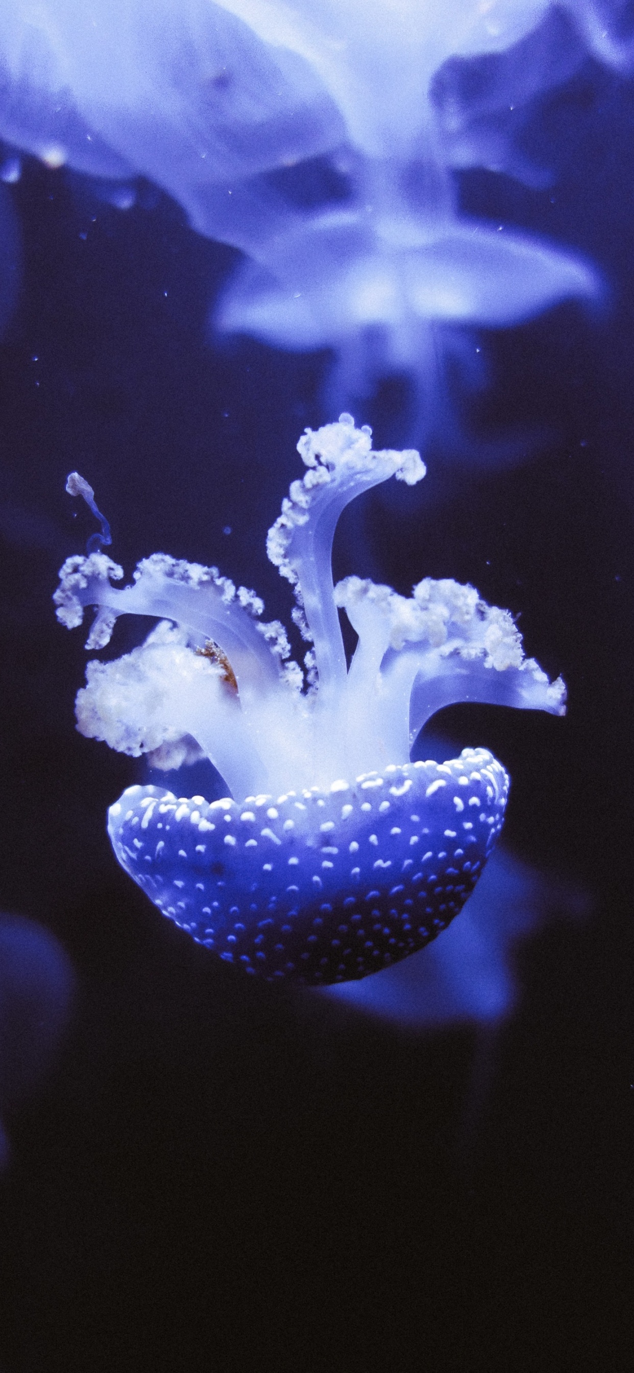 Обои синий, Медуза, cnidaria, морские беспозвоночные, пурпур в разрешении 1242x2688