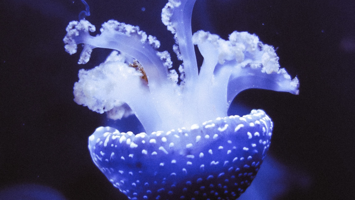 Обои синий, Медуза, cnidaria, морские беспозвоночные, пурпур в разрешении 1366x768