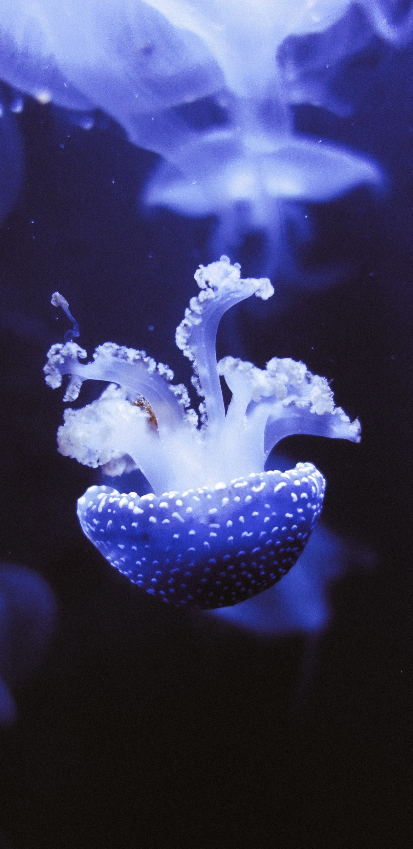 Обои синий, Медуза, cnidaria, морские беспозвоночные, пурпур в разрешении 1440x2960