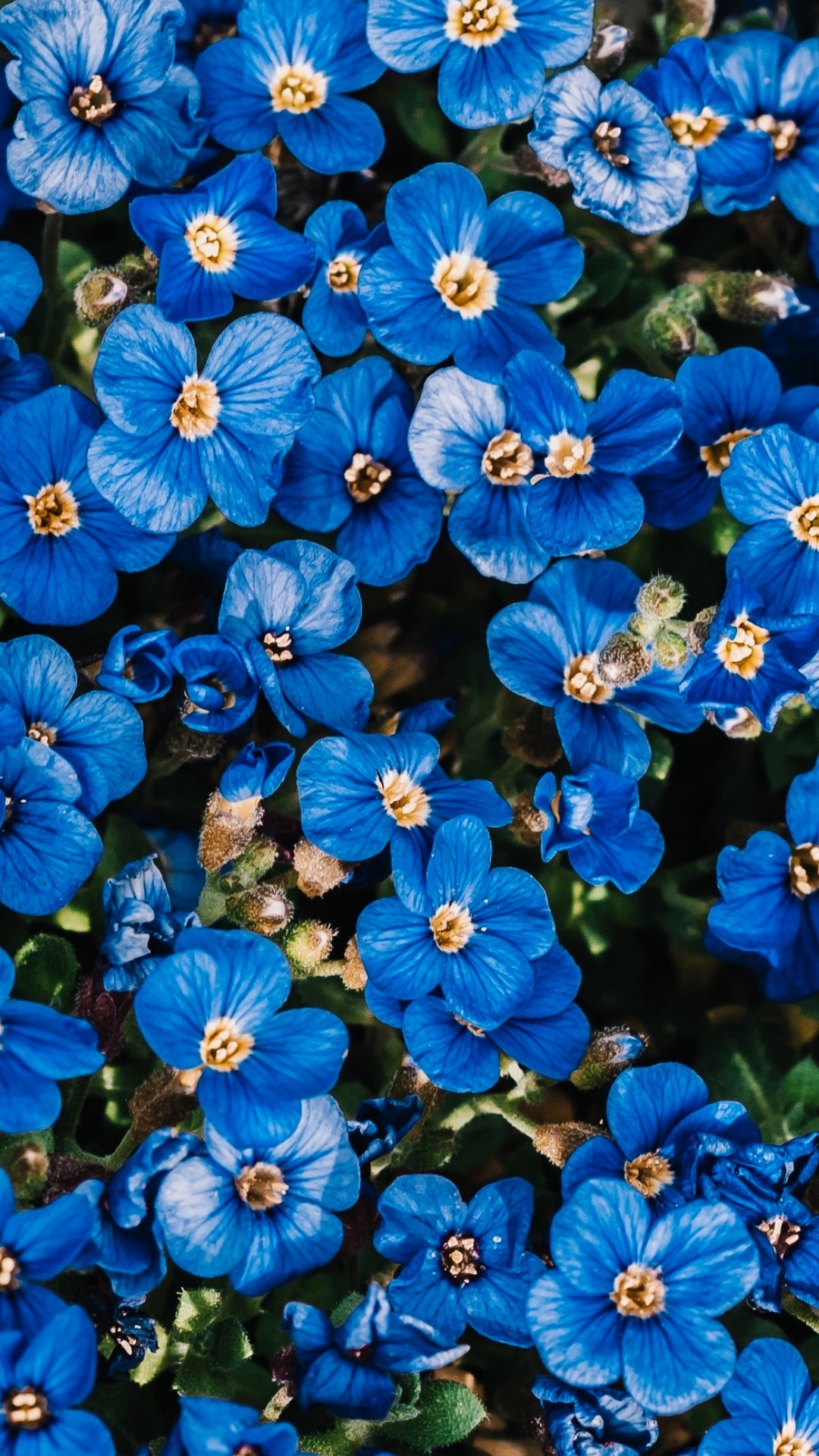 Обои рассада, цветок, цветковое растение, суккулент, растение в разрешении 1080x1920