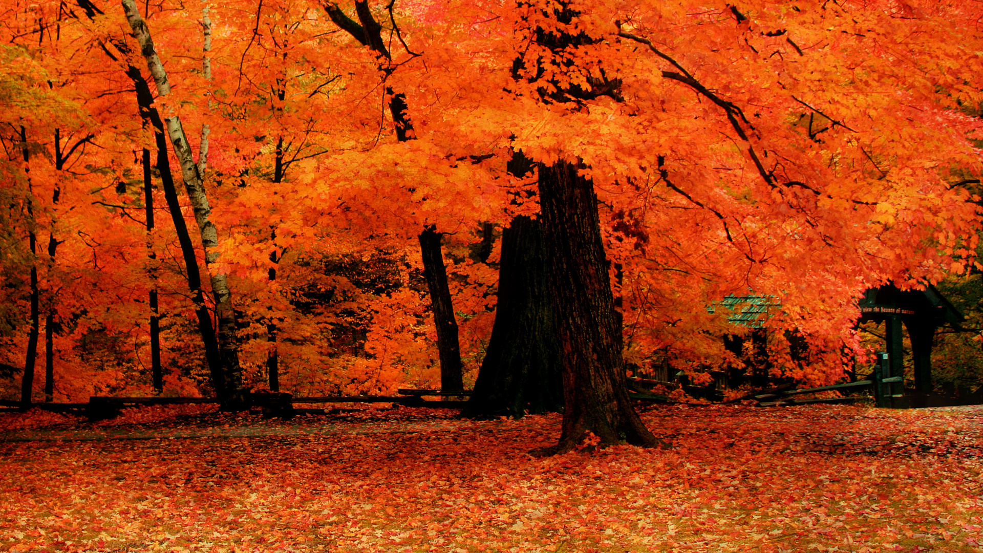 Обои осень, дерево, лист, листопадные, роща в разрешении 1920x1080