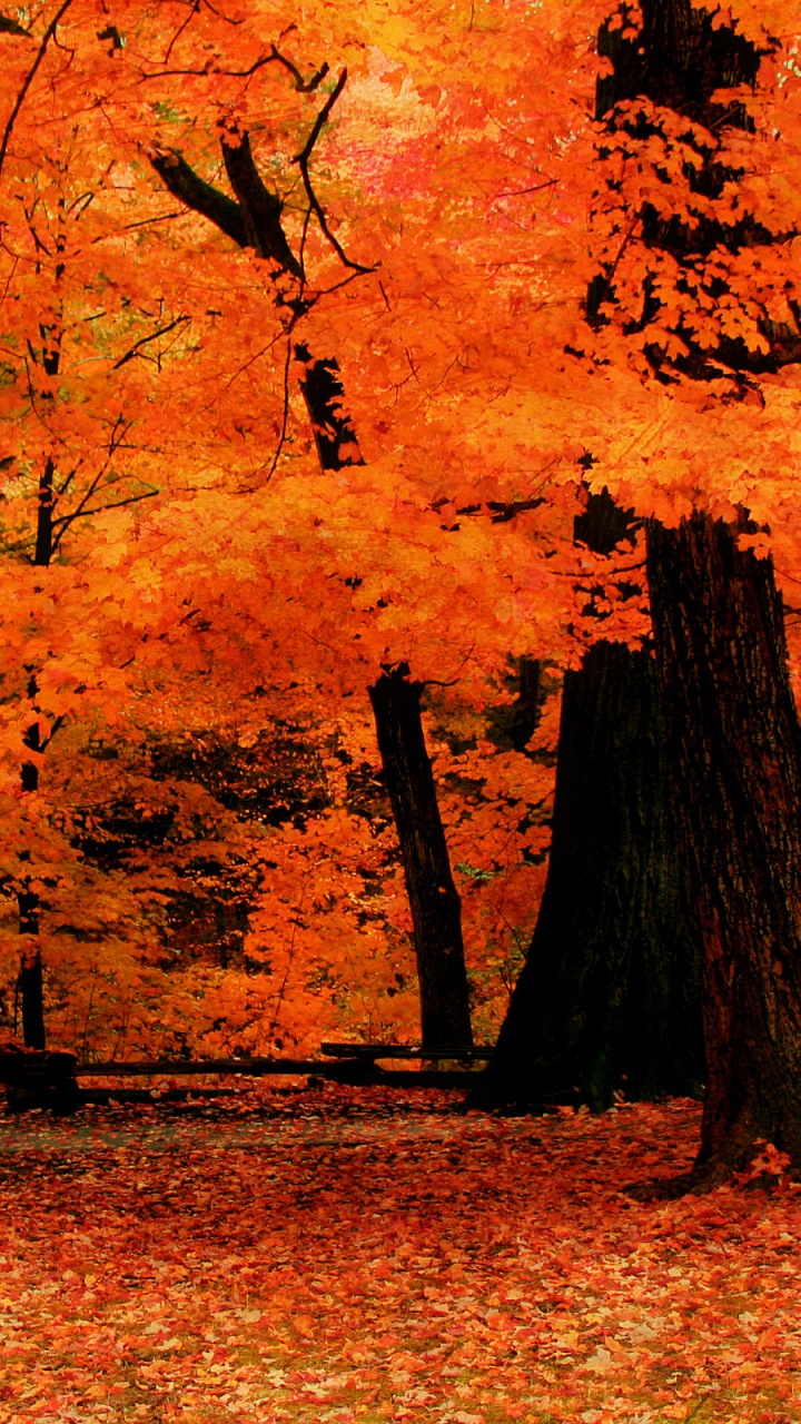 Обои осень, дерево, лист, листопадные, роща в разрешении 720x1280