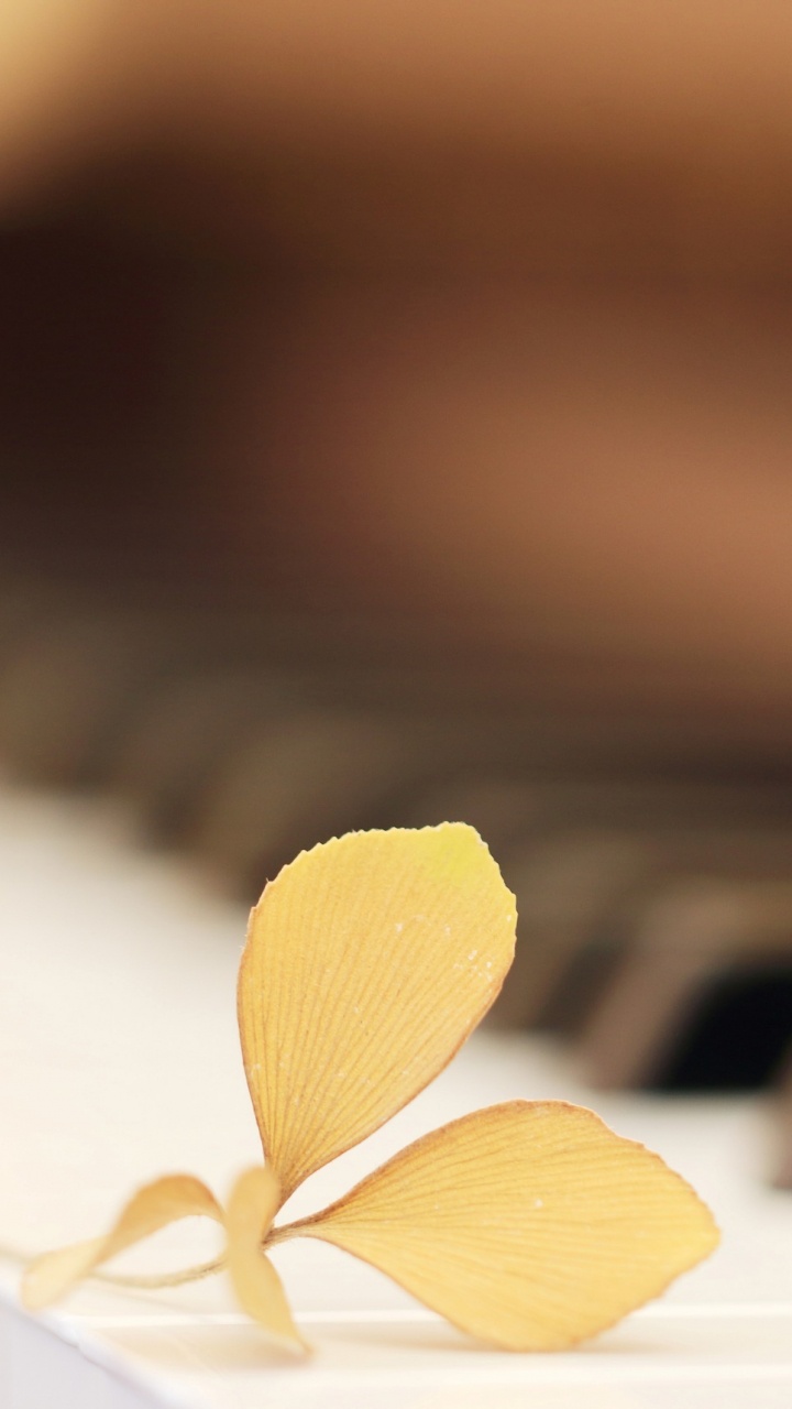 Обои фортепьяно, клавиатура, музыкальный инструмент, синтезатор, печаль в разрешении 720x1280